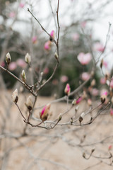 Pink magnolia flowers bloom close up. Beautiful gentle pink flowers bloom in garden