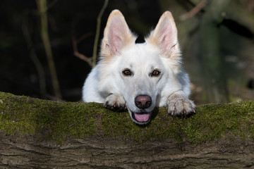 Obraz premium Schäferhund 786, weiß