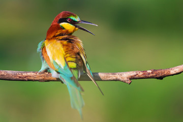 beautiful bird with open beak