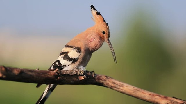 beautiful bird on a branch in spring sings a song