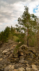 pine tree in the forest