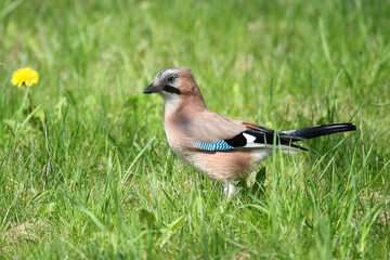 
A jay on green grass