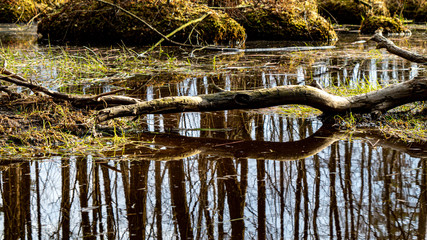 tree in the water