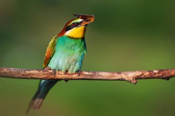 bee-eater on a branch with a butterfly in its beak