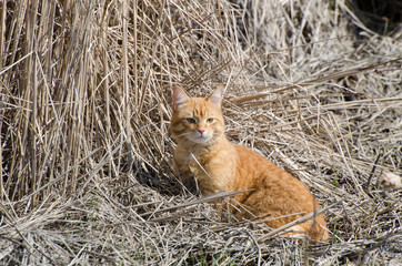 Gray street cat is walking down the street. A spotted cat sits on the sidewalk. Red cat is sitting at home. Red street cat is sitting on the street