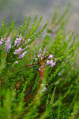 Close-up of heather