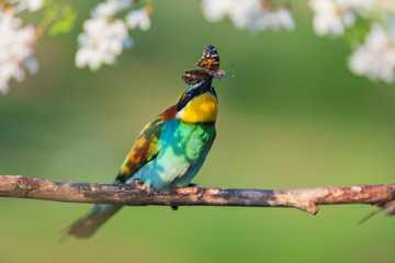 bird of paradise on a branch with a butterfly in its beak
