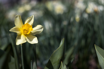 Yellow narcissus with yellow trumpet in the flowerbed. Yellow spring flowers (daffodils) grow in the garden, floral background