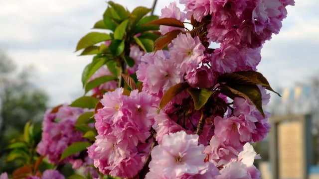 Beautiful Cherry Blossom Sakura In Spring