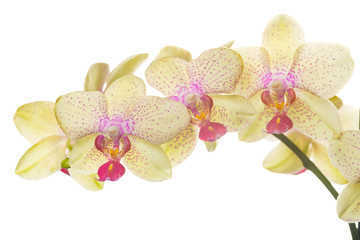 Fototapeta na wymiar Beautiful bouquet of yellow orchid flowers. Bunch of luxury tropical yellow orchids - phalaenopsis - with pink dots isolated on white background. Studio shot