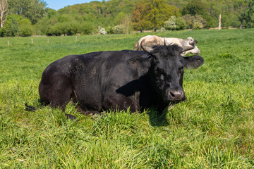 Herd of Meuse Rhine Issel cows in the fields near Maastricht.  It gets its name from the region it was bred, where the three rivers Meuse, Rhine and Issel meet