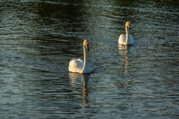 white swans in the river, a pair of swans family