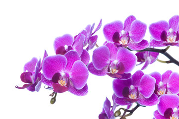 Naklejka na ściany i meble Beautiful bouquet of magenta orchid flowers. Bunch of luxury tropical purple orchids - phalaenopsis - isolated on white background. Studio shot