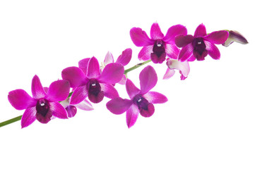 Obraz na płótnie Canvas Beautiful bouquet of purple orchid flowers. Bunch of luxury tropical magenta orchids - dendrobium - isolated on white background. Studio shot