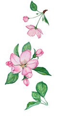 set of flowers and leaves of apple tree on a white background, watercolor drawing