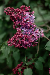 Lilac flowers blossoming on tree on sunny day, spring. Blossom, bloom, flowering. Spring season concept. Nature, beauty, environment. New life, growth.