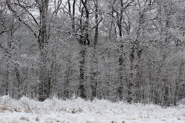 snow covered trees