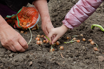 The child and the parent manually put the onions on the soil together, as the concept of maintaining peace