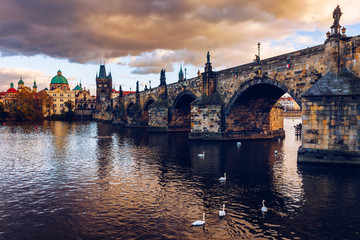 View of Prague Charles bridge near the Vltava river. Swan on the river. Swans swim in the Vltava river. Charles Bridge at sunset, Swans swim. Charles Bridge in Prague with swans in the foreground.