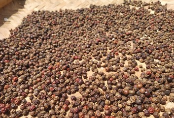coriander seeds background