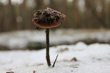 snow on the ground