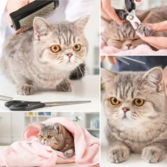 Collage of photos with cute funny cat in grooming salon
