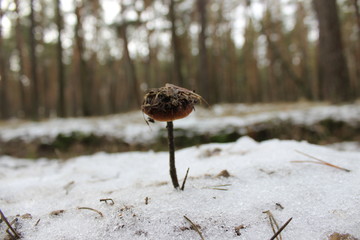 dry flowers in the snow