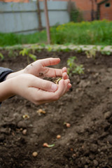 environment Earth Day in the hands of a child black soil and onion seedlings in nature field grass forest conservation concept