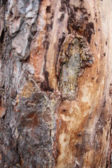 bark of a tree