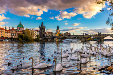 View of Prague Charles bridge near the Vltava river. Swan on the river. Swans swim in the Vltava...