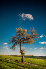 Stare drzewo na polu, wiosna
