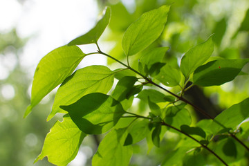 Stained Glass Canopy