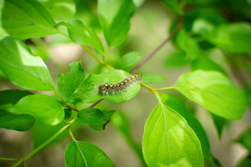 A Very Hungry Caterpillar