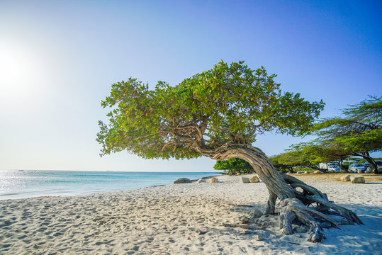 Aruba
