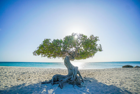 Aruba
