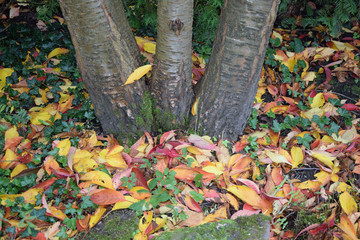 Herbstlaub an einem Baum