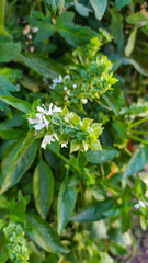 green leaves background