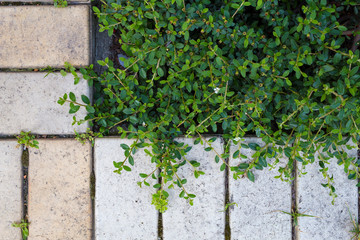 Fototapeta na wymiar Pattern of a gray tile of a sidewalk and a green bush with small leaves and a white flower. Vintage concept with copy space