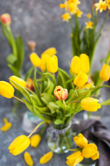 Spring yellow tulips bouquet on gray background