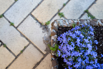 Pattern of a gray tile of a sidewalk and small blue flowers in a corner on the right side. Vintage concept with copy space. A decorative plants at sidewalk