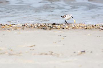 bird, sandpiper, on the beach eating clams