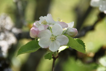 Fototapeta na wymiar White fresh apple tree bud fertile blossom