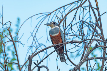 Female Ringed Kingfisher in the Pantanal