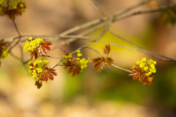 Closeup of green and new reddish leaves growing from a tree at the beginning of the spring season.