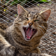 Aggressive cat behavior. Close-up of a domestic tabby cat with wide open mouth and protruding fangs. Angry domestic cat.
