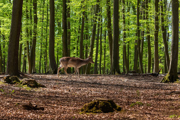 Dama dama, European fallow deer grazing in a beautiful, green, deciduous forest. Wild photography.