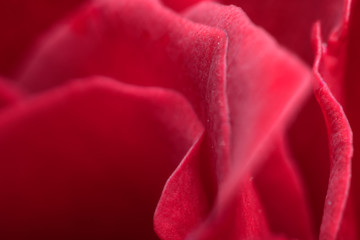 red rose petals