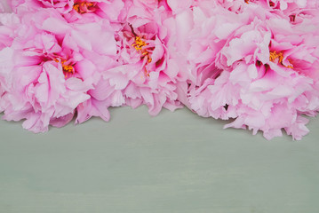 Fresh beautiful pink peony flowers in full bloom on mint green background.