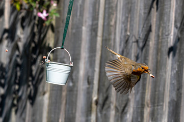 Urban wildlife as a robin drops a piece of suet from a bird feeder