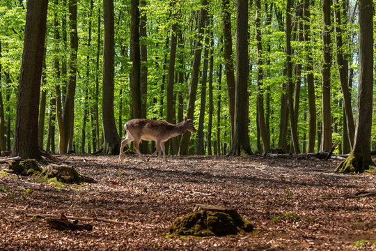 Dama dama, European fallow deer grazing in a beautiful, green, deciduous forest. Wild photography.